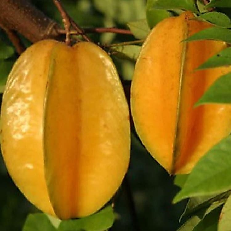 Bibit Belimbing Madu