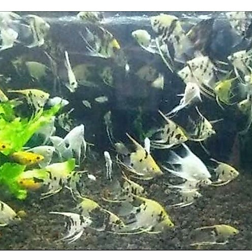 Jual Ikan Hias Manfish menfish Tri Colour Hiasan Aquarium Aquascape ...