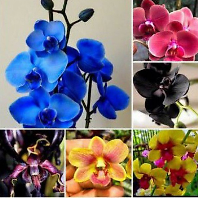 Paket 6 Anggrek Dendrodium Seedling - bunga Anggrek Dendrobium