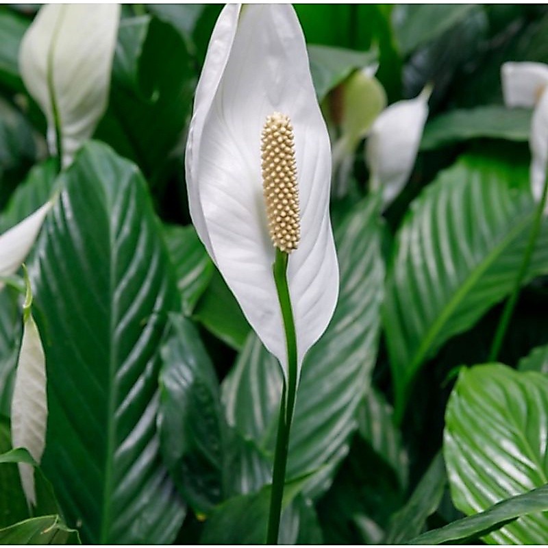 tanaman peace lily bunga putih tanaman in door atau teduh