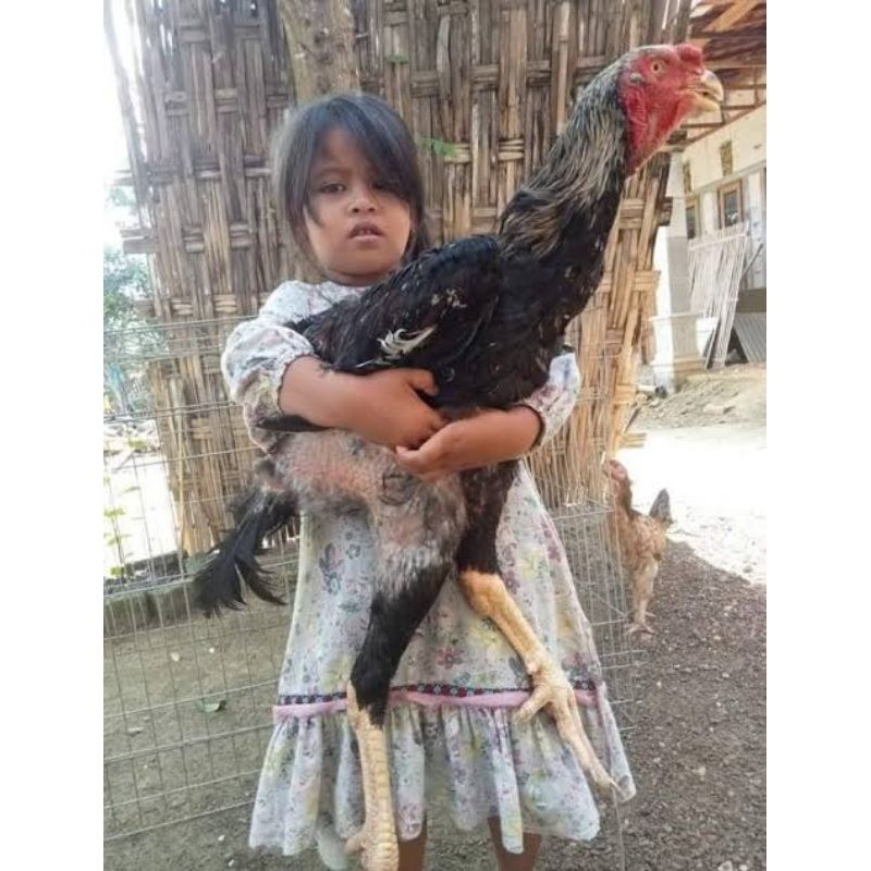Jual Ayam Raksasa Terlengkap & Harga Terbaru Oktober 2026 | Shopee ...