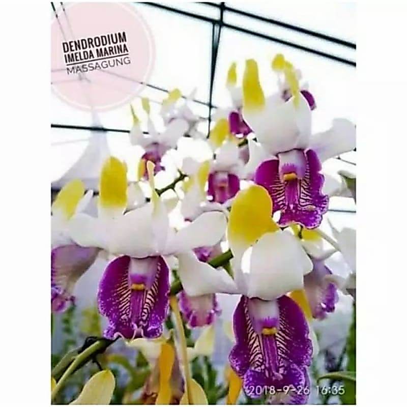 Seedling Anggrek Dendrobium Hybrid Imelda - Tanaman Hias Anggrek