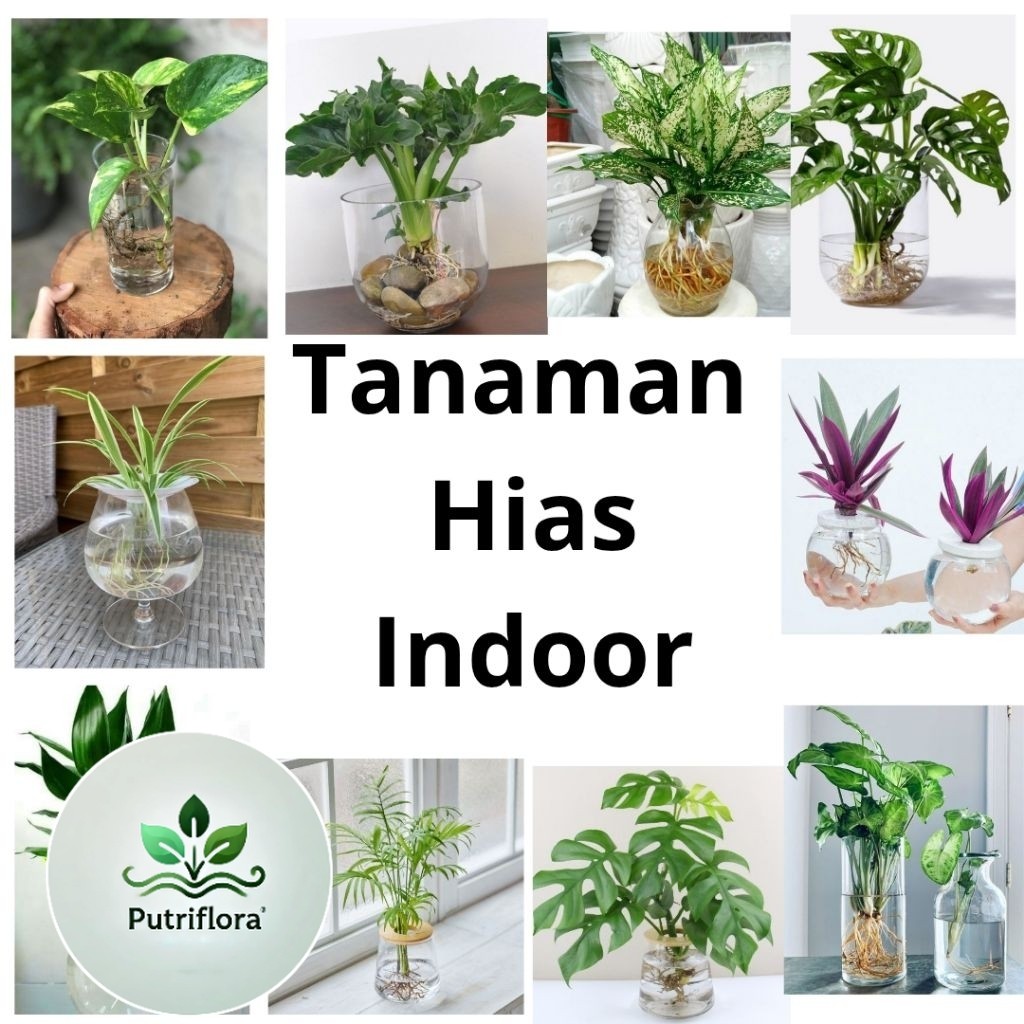 Tanaman Hias Indoor yang bisa hidup di air