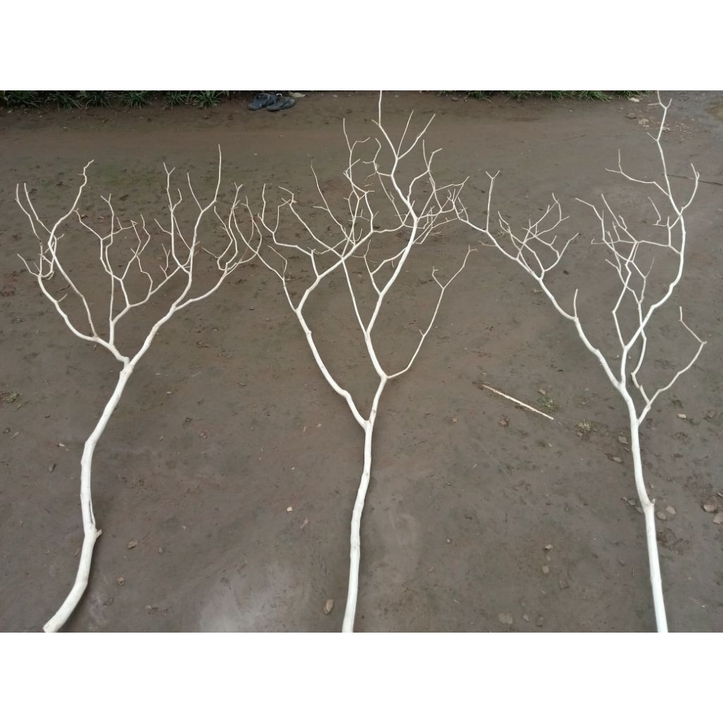 Jual Ranting Pohon Dekorasi Alami Ranting Hias Kayu Dekorasi | Shopee ...