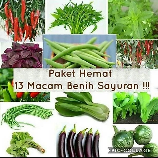 Benih 13 Jenis Paket Hemat Sayuran Plus Bonus Panda Farm