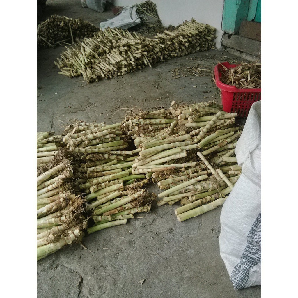 Jual H.D Benih Bibit Rumput Odot | Bibit Rumput pakcong/taiwan Pakan ...