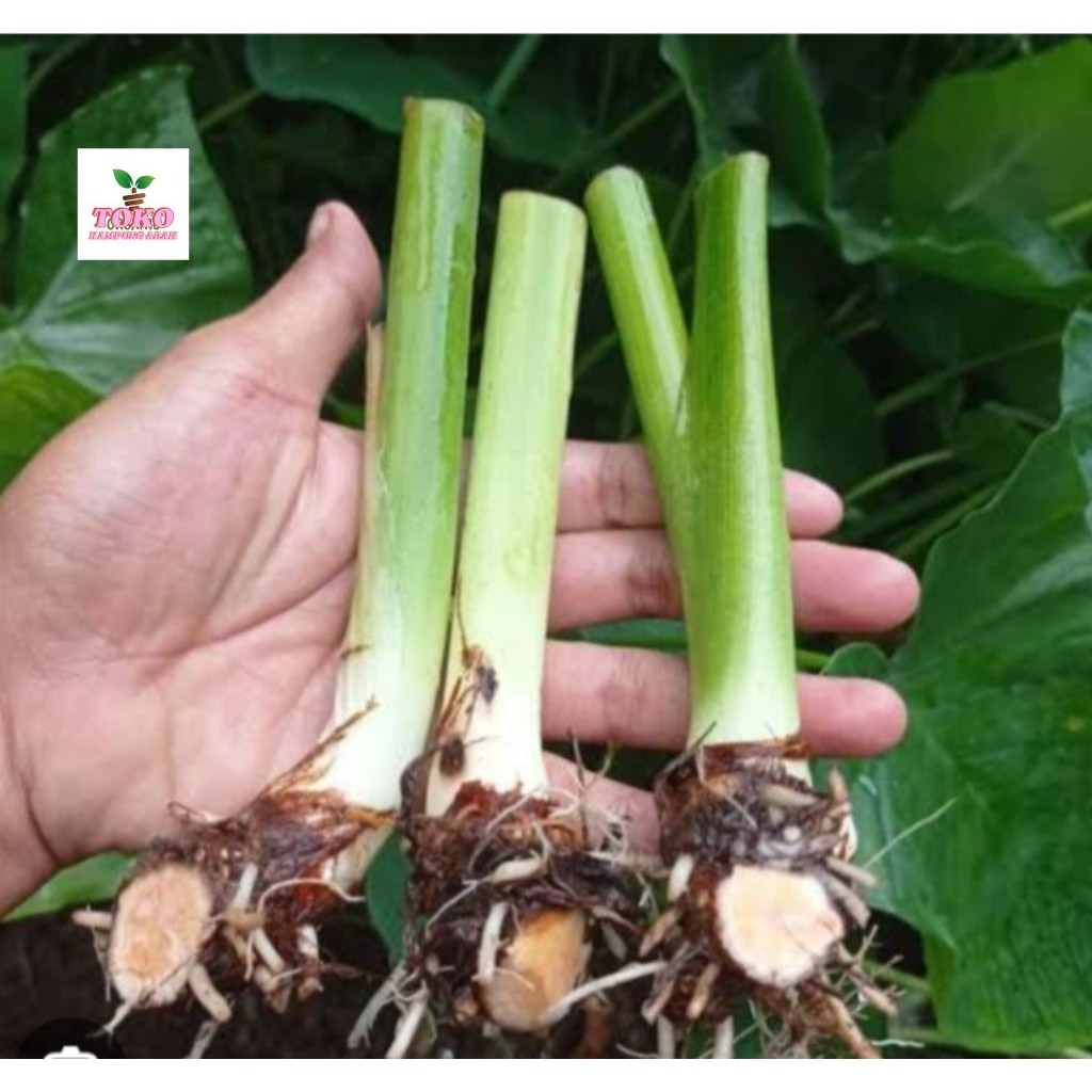 Jual benih bongol talas bogor isi 10 benih | Shopee Indonesia