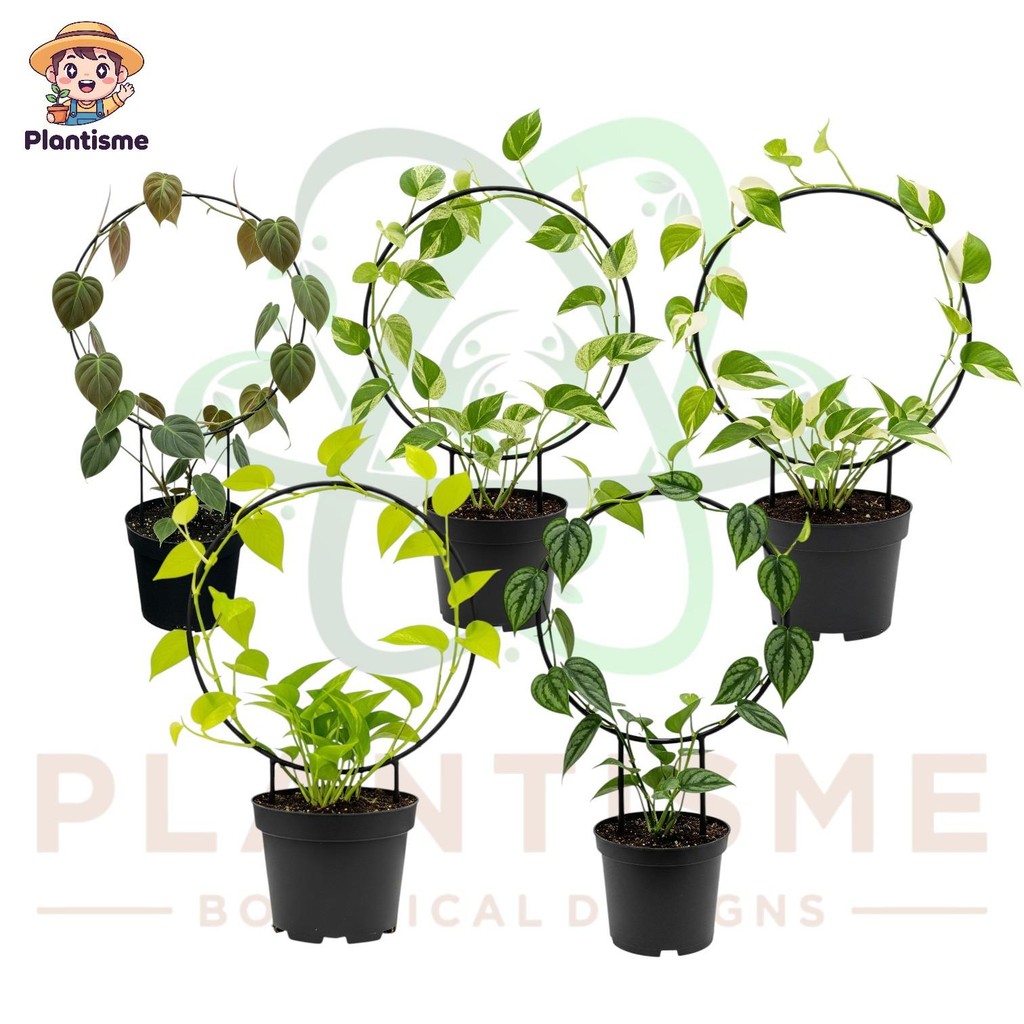 Jual Loop Planters - Golden Pothos Epipremnum Aureum Sirih Gading Ring ...