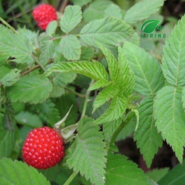Jual PROMO Bibit tanaman buah arbei - Buah arben hutan langka | Shopee ...