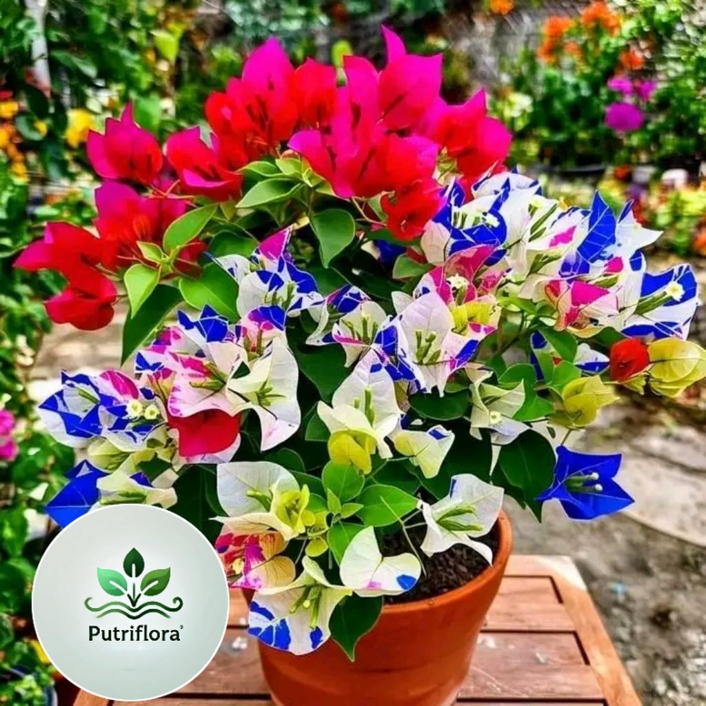 NEW!! TERLARIS!! TANAMAN HIAS BOUGENVILLE BUNGA TUMPUK IMPORT/ LOKAL TANAMAN HIAS BOUGENVILLE BUNGA KERTAS