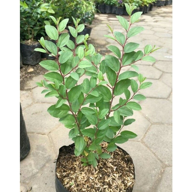 Pohon bidara arab - Tanaman bidara arab asli tinggi 30-40 cm