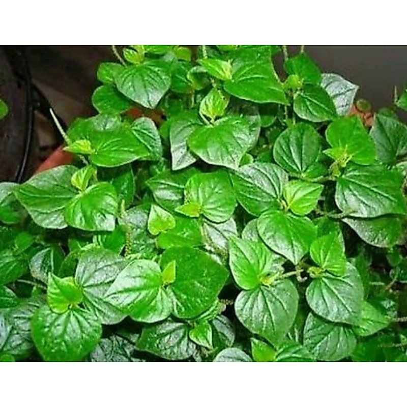Promo Daun Suruhan, Sirih Cina - Obat Asam Urat