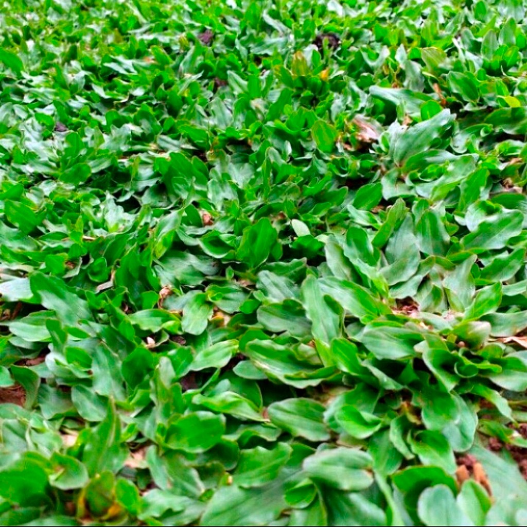 Jual Rumput Taman - Carpet Grass Axonopus compressus Rumput Gajah Mini ...