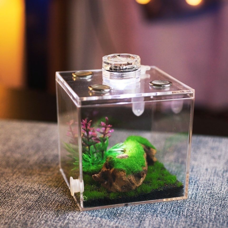 Jual The New Eco-Box with Lighting Insect Feeding House Jumping Spider ...