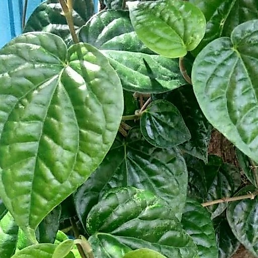 Jual DAUN SIRIH Hijau segar dipetik langsung dari pohon Saat DIORDER ...