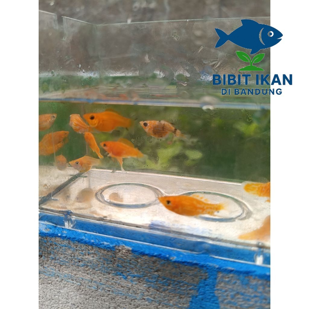 Jual ikan hias molly oranye per 10 ekor / KHUSUS INSTAN / BIBIT IKAN DI ...