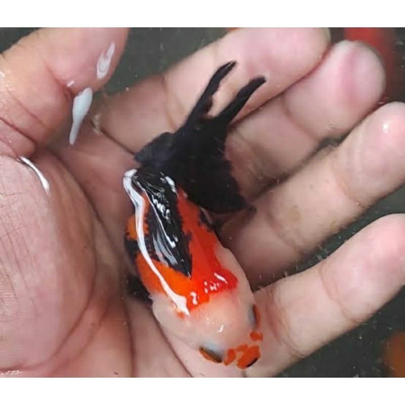Jual Ikan Koki Panda Terlengkap & Harga Terbaru Juli 2026 | Shopee ...