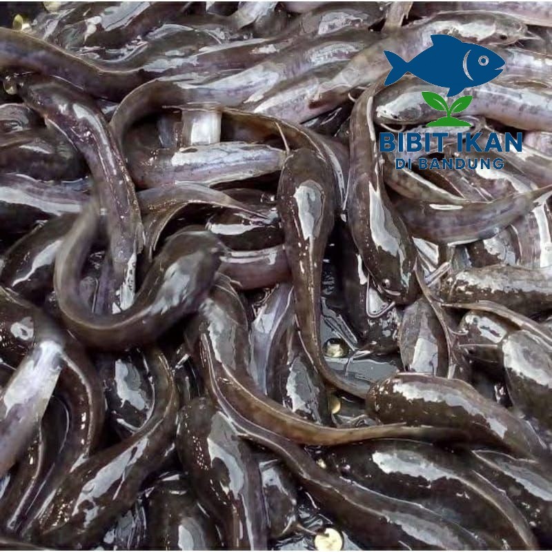 Jual Bibit ikan lele ukuran 11 - 12 cm per 500 ekor / bibit ikan di ...