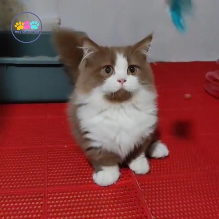 Jual Kucing Munchkin Terlengkap & Harga Terbaru Juli 2026 | Shopee ...