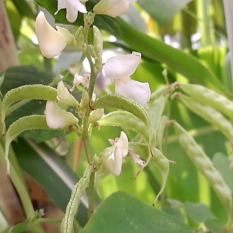 BENIH KORO SAYUR BUNGA PUTIH SUPER 50++SIAP TANAM
