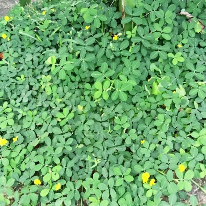 Jual Bibit Daun Landep atau Barleria Prionotis steak murah 1kg | Shopee ...