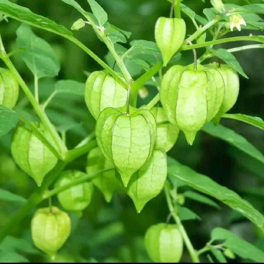 Jual Daun Cecendet / Daun Cimplukan Segar Fresh 100 Gram Tanaman ...