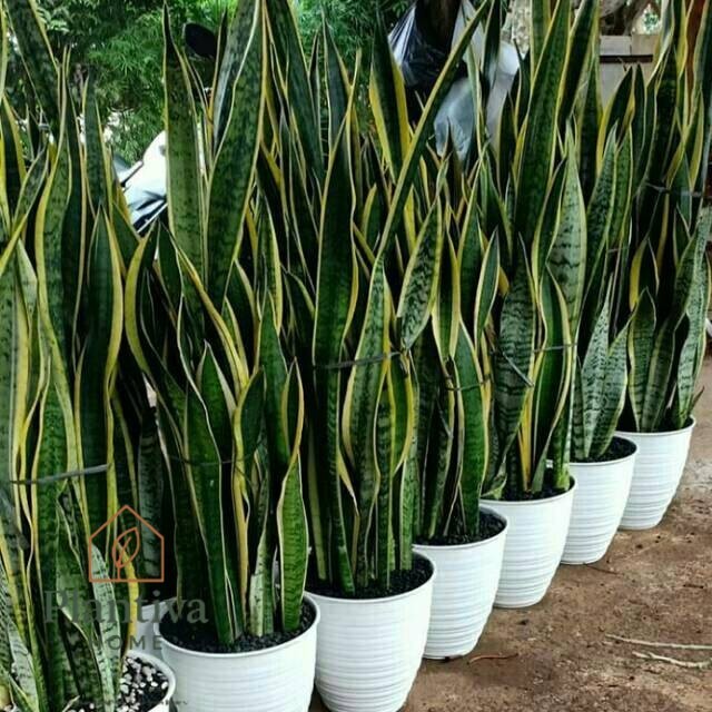 Jual Tanaman Sansevieria Tinggi 1 mtr Lidah Mertua | Shopee Indonesia