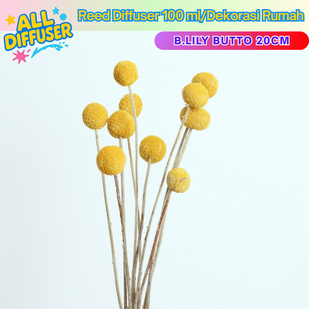 Jual [alldiffuser] Bunga Kering Hiasan Ruangan Buket-BUNGA Billy button ...