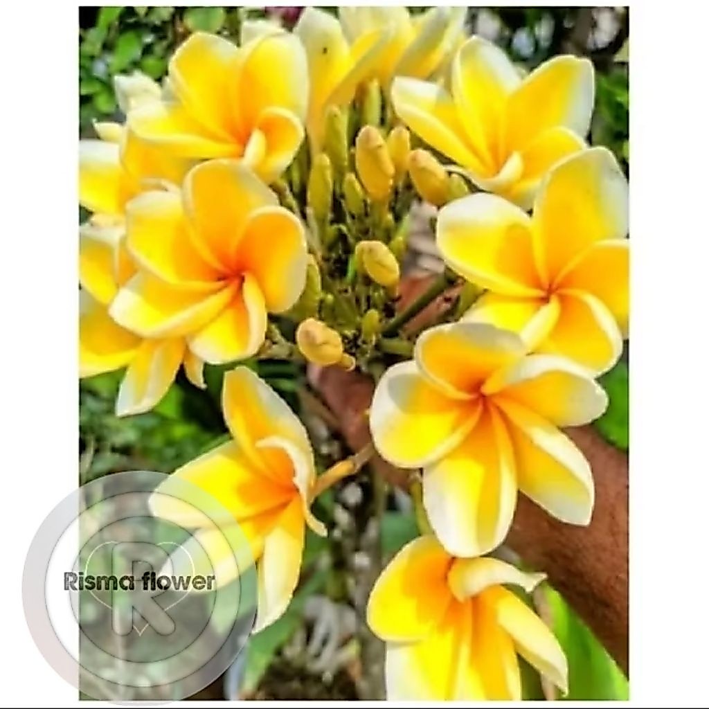 Jual POHON KAMBOJA BALI BUNGA KUNING SUDAH BERAKAR TINGGI ±50-60CM ...