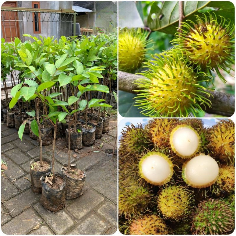Jual Tanaman Buah Rambutan Rapiah Okulasi (Bisa tabulampot) | Shopee ...