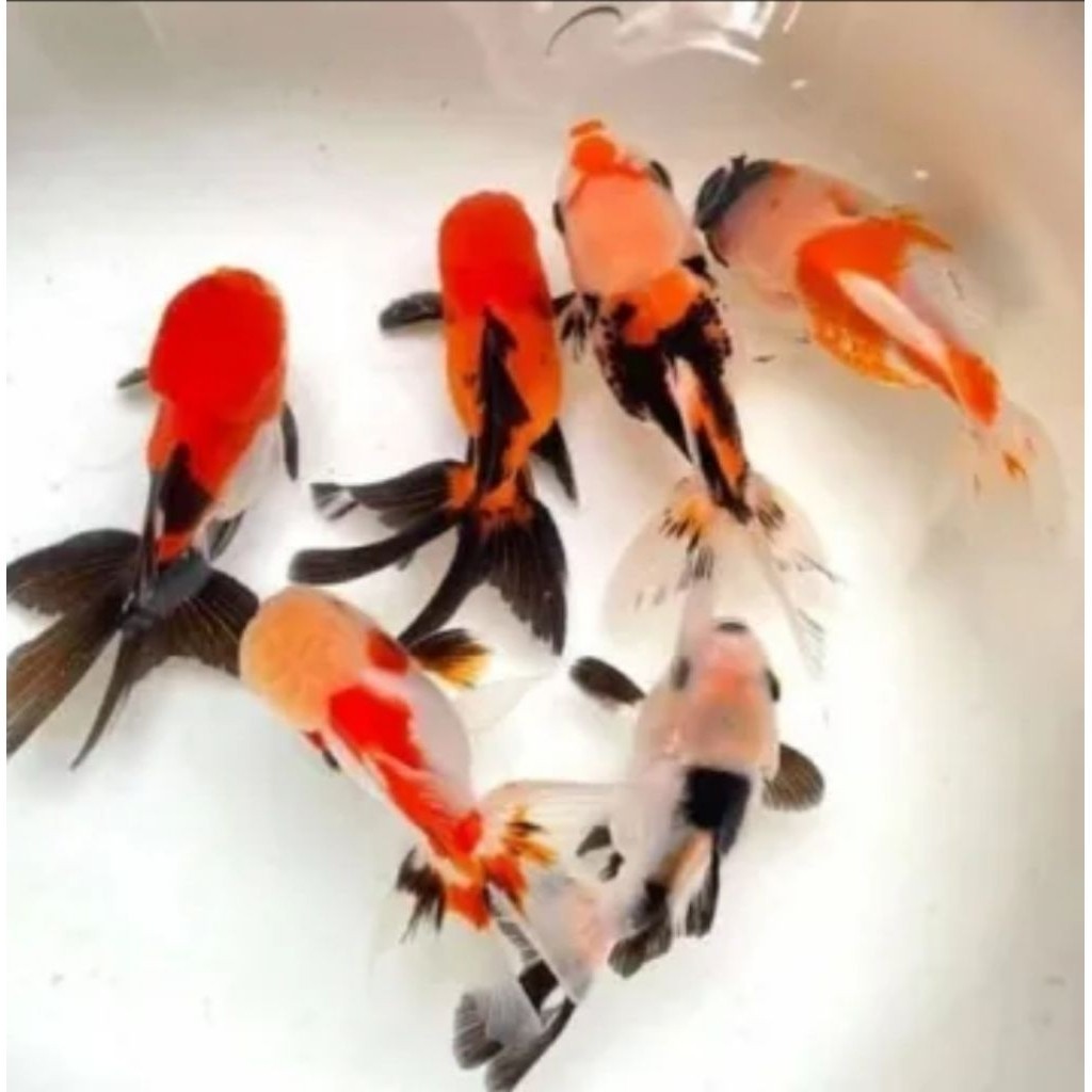 Jual baby mas koky oranda RANCHU KOKI REWD WHITE PANCA WARNA ...