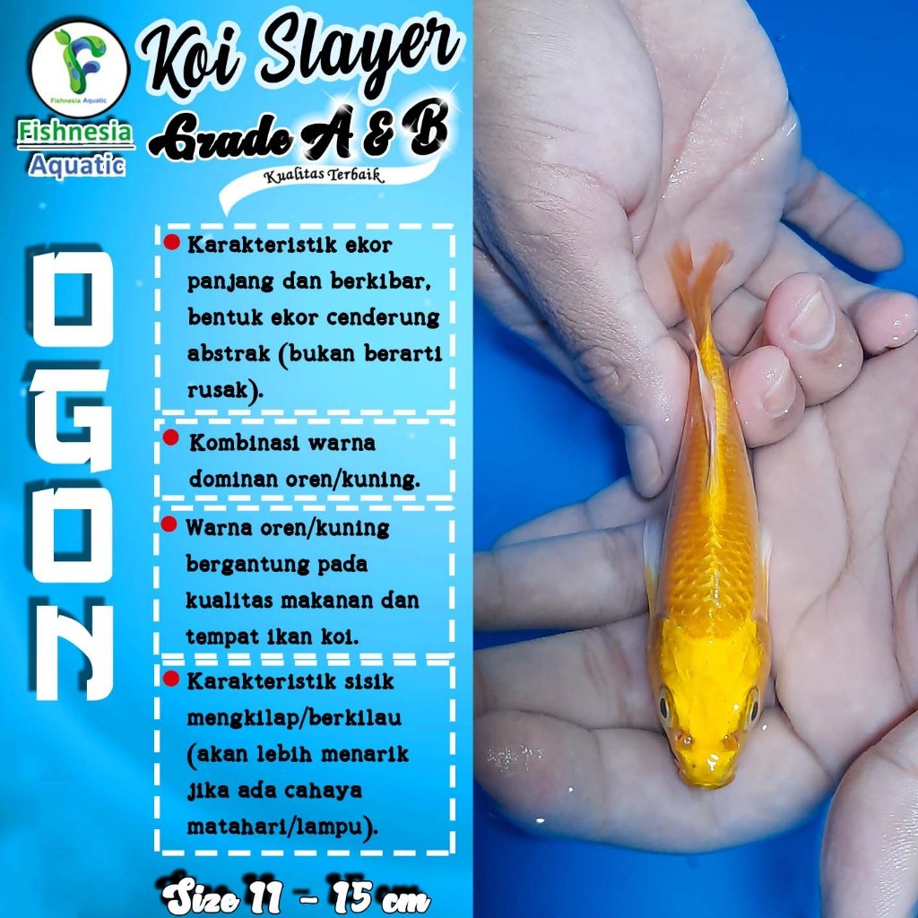 Jual Hiasan Koi Blitar Ogon Slayer / Kuning Slayer / Gold Slayer Grade ...