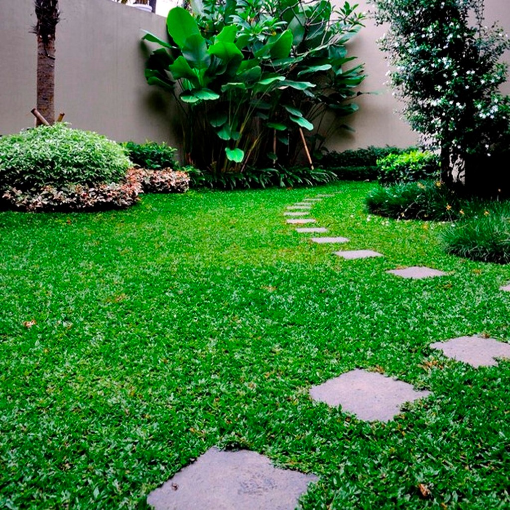 Jual Rumput Taman - Carpet Grass Axonopus compressus Rumput Gajah Mini ...