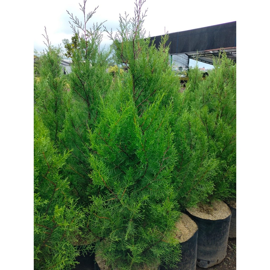 Jual Cemara Rentes 1,5 Meter - Cemara Wangi - Tinggi - Taman - Tanaman ...