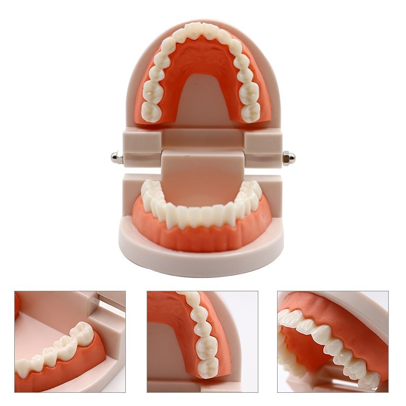 Jual Standard Dental Model Teeth Teaching Model Plastic Teeth Model For ...