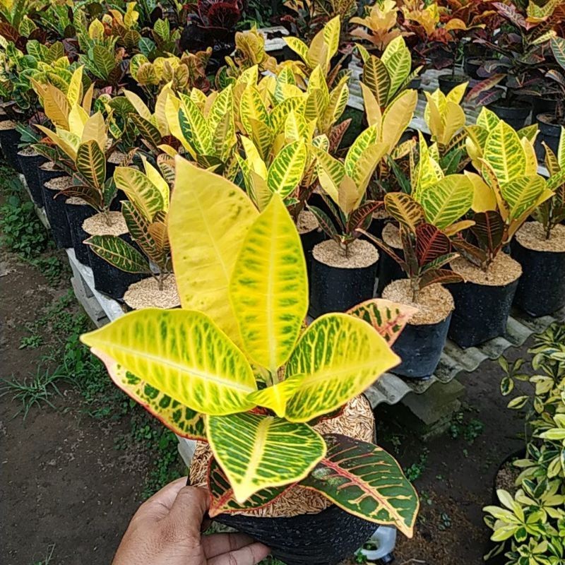 Jual Tanaman Hias Puring Proton | Puring Warna (Merah, Kuning, Hijau ...