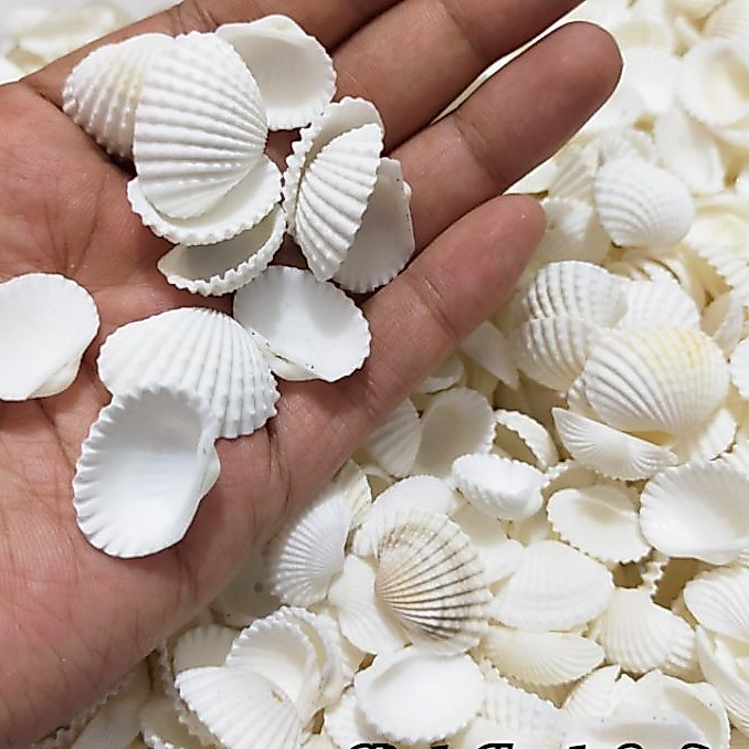 Bahan Kerajinan Tangan kulit Kerang Craft Dekorasi aquarium Kerang Cangkang Bahan Kerajinan Tangan 1KG