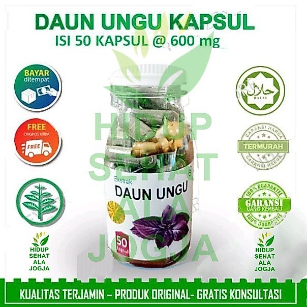 Daun ungu obat ambeien herbal jamu suplemen kesehatan kapsul wasir hemoroid berak darah susah bab