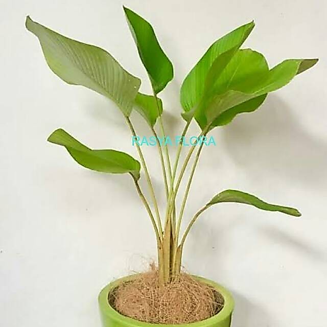 TANAMAN HIAS CALATHEA LUTHEA - TANAMAN HIAS PISANG CALATHEA / CALATHEA PISANG TANAMAN HIAS CALATHEA LUTEA