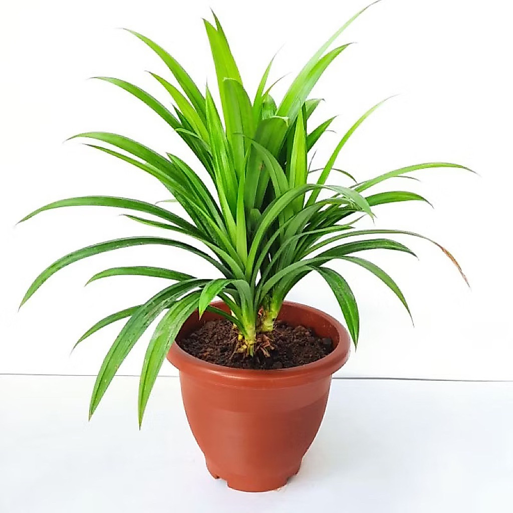 ( RIMBUN ) Tanaman Pandan Wangi Rimbun Pohon Pandan Bumbu Masak Bibit Tanaman Pohon Pandan Siap Tanam / Tanaman Herbal Pandan Wangi Rimbun Tanaman Pandan
