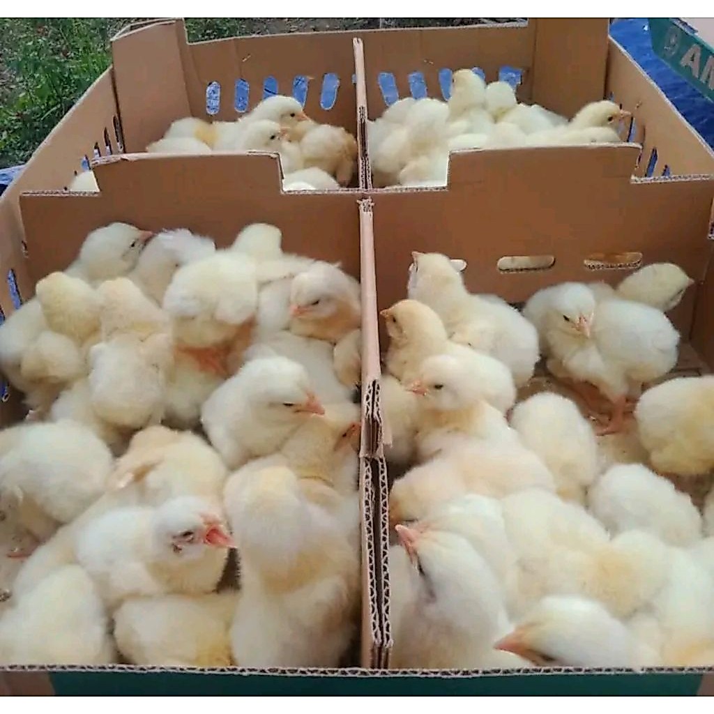 Jual Doc Broiler Terlengkap & Harga Terbaru Juni 2026 | Shopee Indonesia