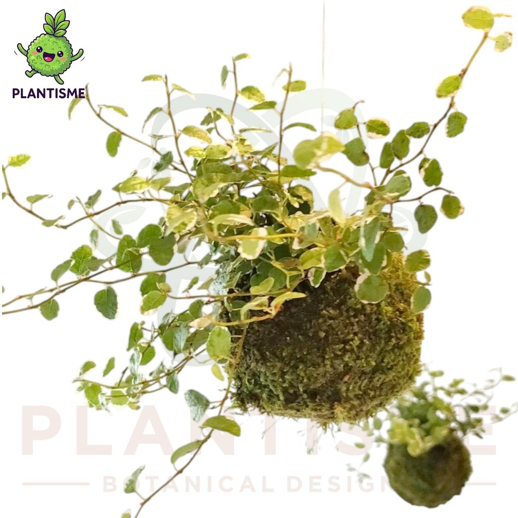 Jual Mossball – Dolar Rambat Tembok Ficus pumila Variegata Variegated ...