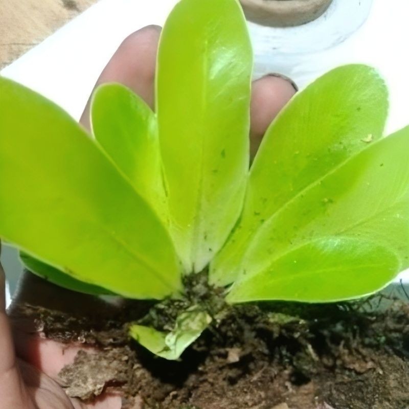 Jual Kadaka mini -Tanaman hias kadaka mini | Shopee Indonesia