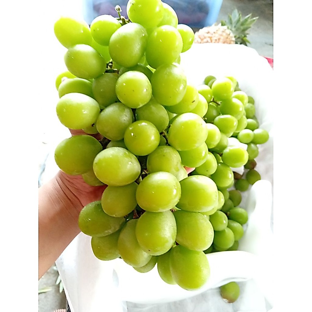 Jual Anggur Muscat Terlengkap & Harga Terbaru Juli 2026 | Shopee Indonesia