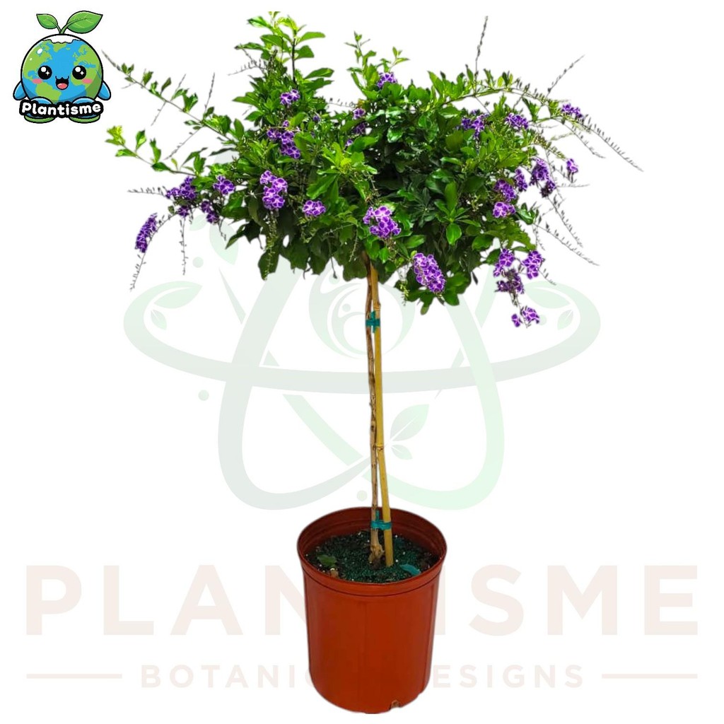 Jual Tanaman Hias – Caribbean Skyflower (Duranta erecta) Bunga Ungu ...