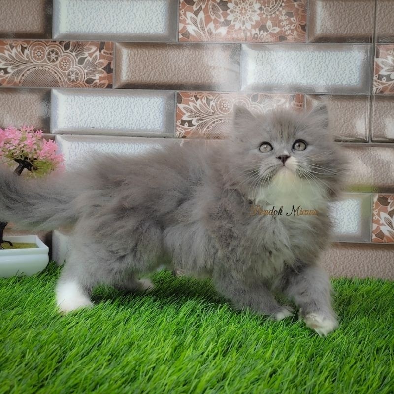 Jual Kucing Persia Anak Kucing Flatnose Blue Silver Simetris Peaknose ...