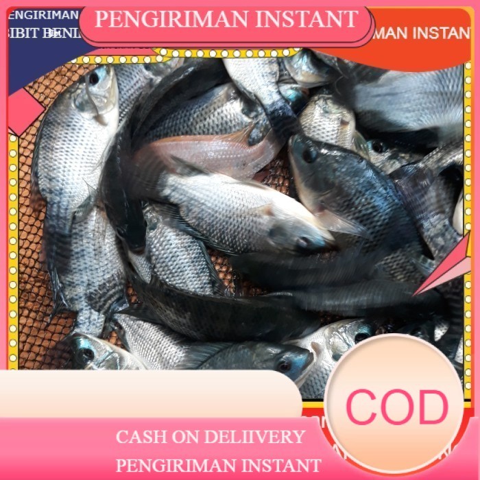 Jual Ikan Nila Per Kg Terlengkap & Harga Terbaru Agustus 2026 | Shopee ...