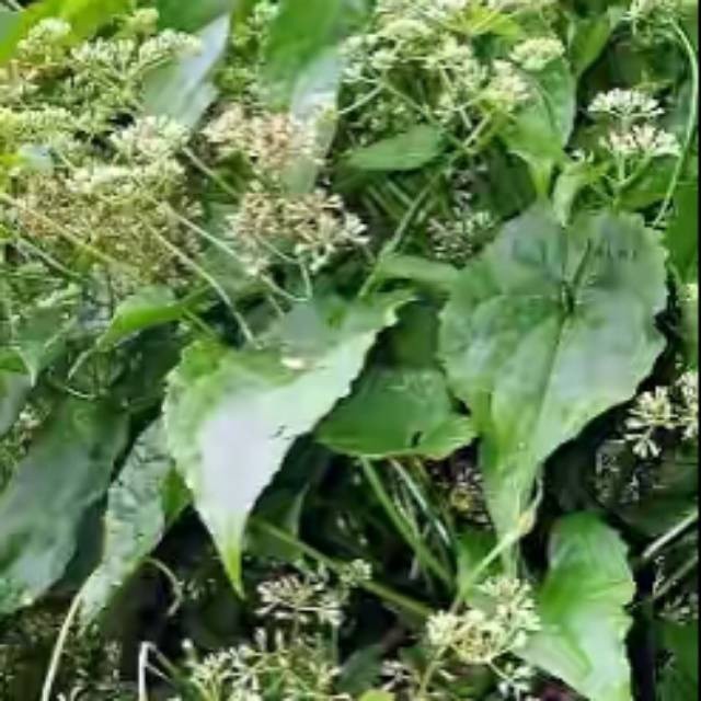 Jual LadangHerbal Daun sembung rambat /mikania micrantha 250 gram ...