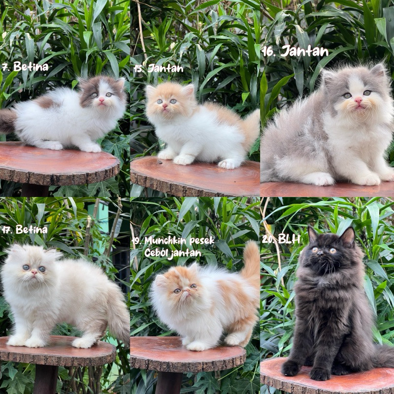 Jual British Shorthair Munchkin Terlengkap & Harga Terbaru Oktober 2026 ...