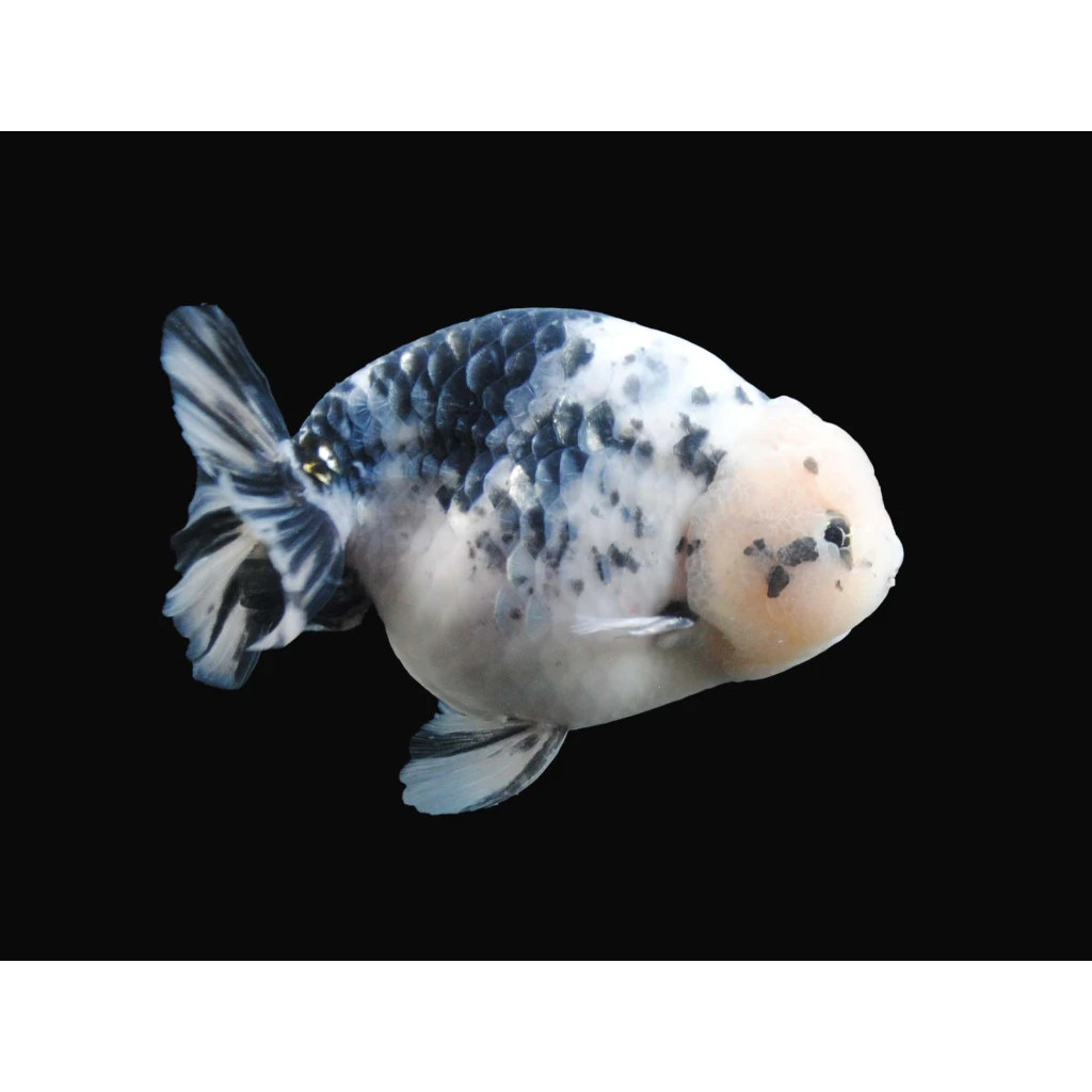 Jual Ikan Mini Cow Ranchu Atau Sapi Air Lucu 4-6 cm Mas Koki Ranchu ...